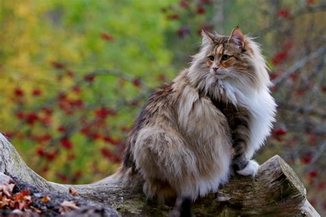 norwegian forest cat