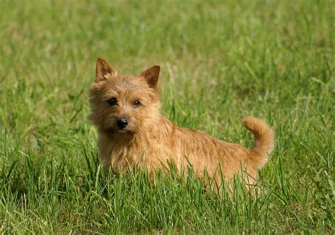 Norwich Terrier food storage