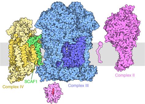 Noselavit Complex Noselavit Complex Delightfoo
