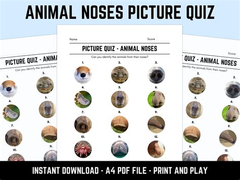 noses question and animal