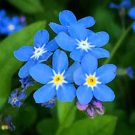 Not Forget Me