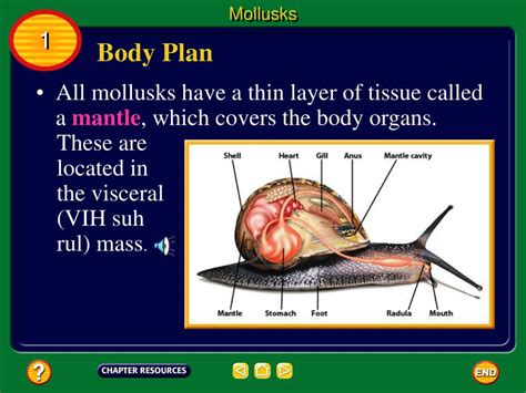 Download Note Taking Mollusks Worms Arthropods Echinoderms Answers 