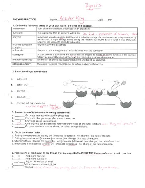 Notes On Enzymes Part Deux Answers 3d Molecular Chemical Reactions And Enzymes Worksheet - Chemical Reactions And Enzymes Worksheet