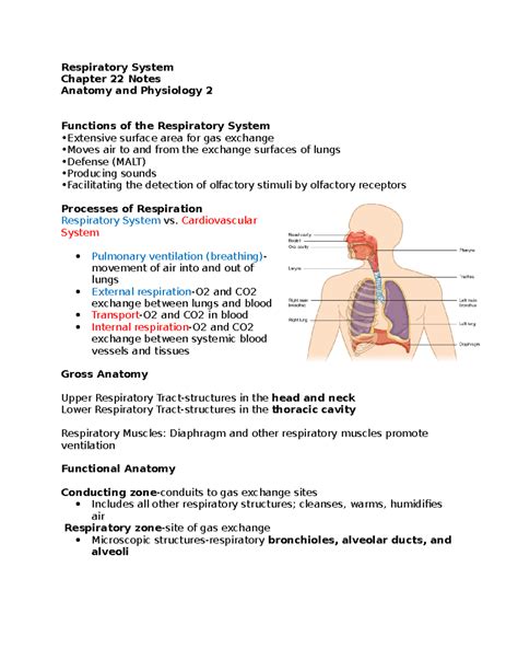 Notes Respiratory System Chapter 22 And Digestive System