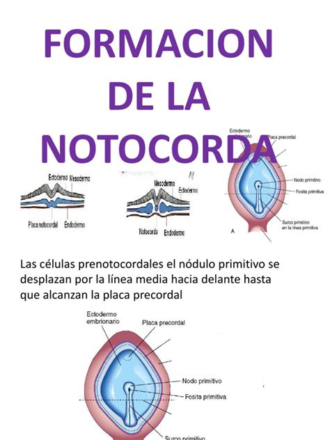 notocorda-1
