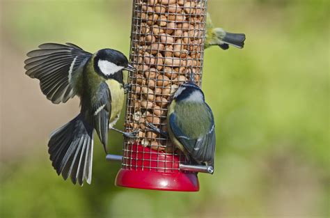nourrir les oiseaux