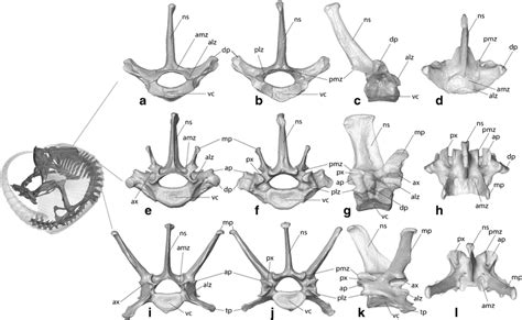 Novemcinctus Spinal Column