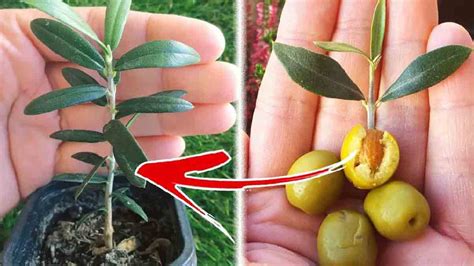 noyau d olive