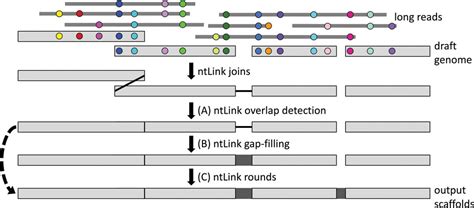 ntLink: A Toolkit for De Novo Genome Assembly Scaffolding and …