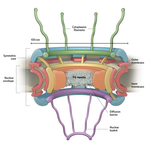 Nuclear Pore Complex Function
