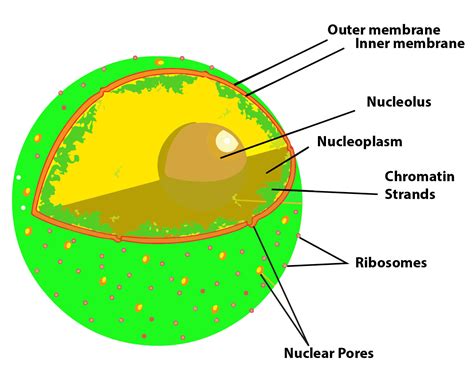 Nuclear Pores Function