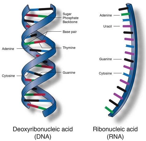 Nucleic Acid Structure And Recognition