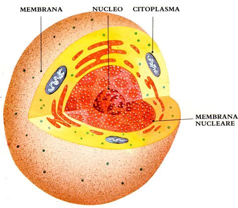 Nucleo Della Cellula