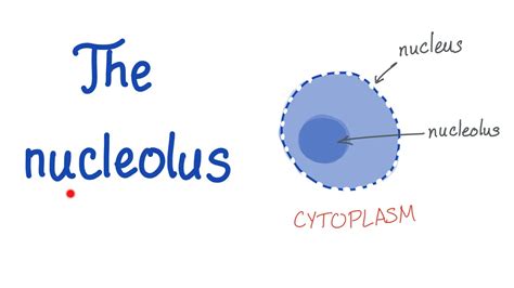 Nucleoli Are Present During