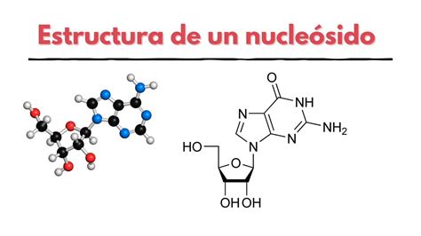 nucleosido