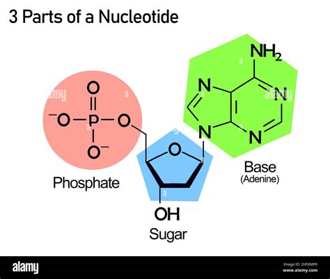 Nucleotide