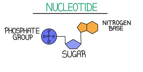 Nucleotide Diagram
