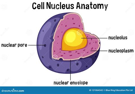nucleus cel