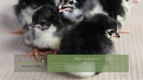 nude aussie chicks