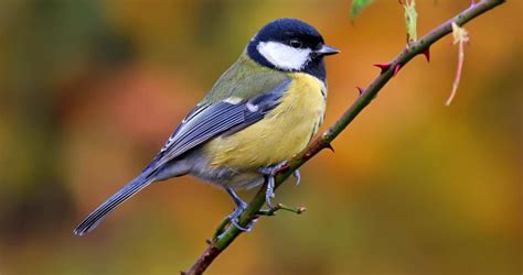 nude bird