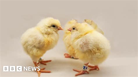 nude british chicks