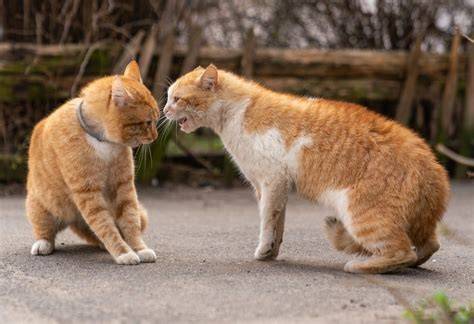 nude cat fighting
