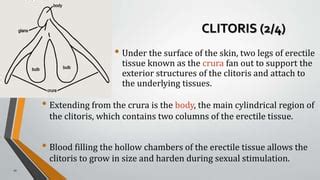 nude clitorus