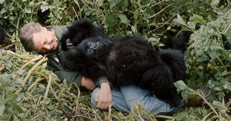 nude gorilla