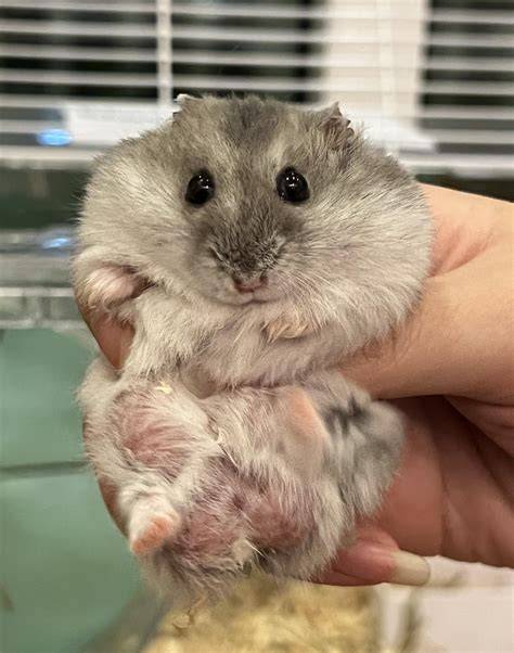 nude hamster