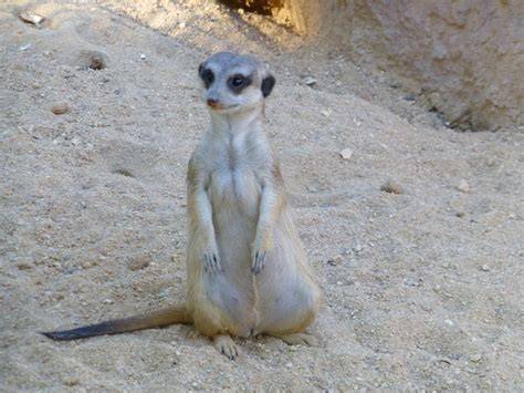 nude meerkat
