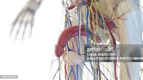 nude men pennis