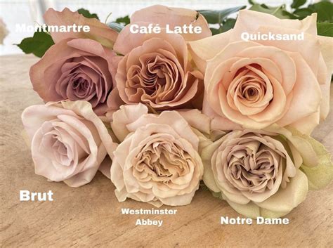 nude roses