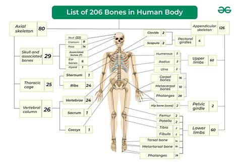 number of bones present in human is