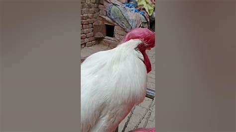 Number One Matka