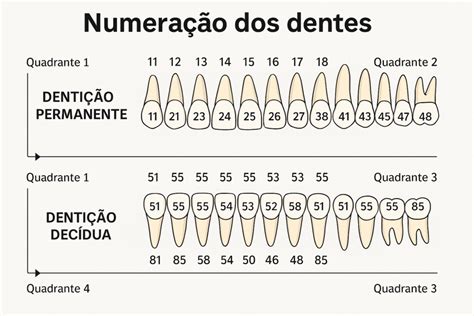 Numeracao Dos Dentes