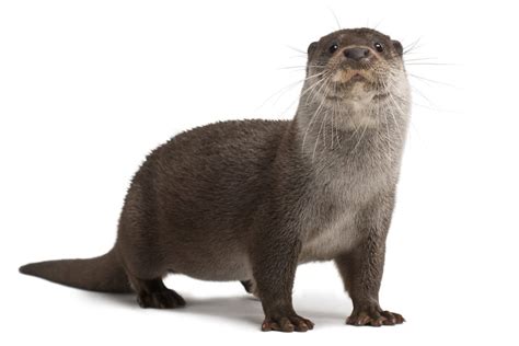 Nutria En Ingles