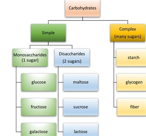 Full Download Nutrition Chapter 7 Quizlet 