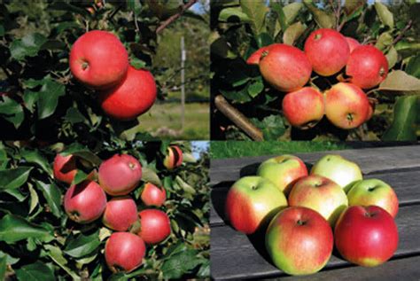 nya svenska äppelsorter