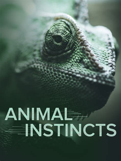 Nylearns Org Animal Instincts By Discovery Education Animal Instincts Worksheet 4th Grade - Animal Instincts Worksheet 4th Grade