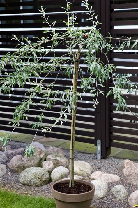 nyplanterat silverpäron