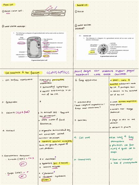 O Level Biology Examination Notes Ab Terence