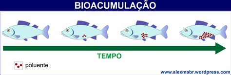 O Que é Bioacumulação