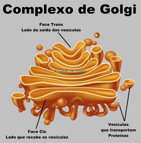 O Que é Complexo De Golgi