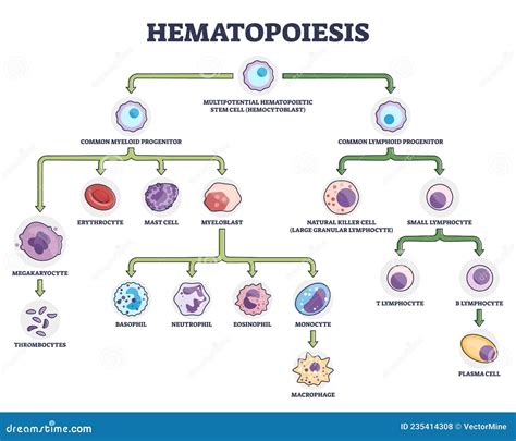 O Que é Hematopoiese
