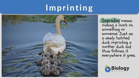 O Que é Imprinting