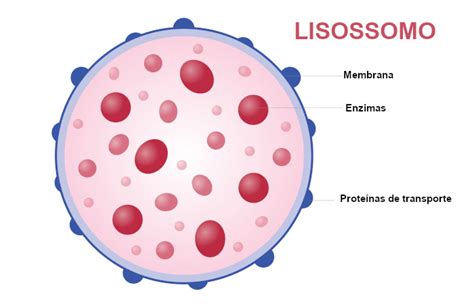 O Que é Lisossomo