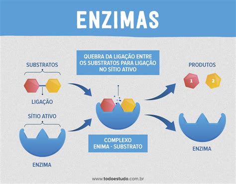 O Que São Enzimas