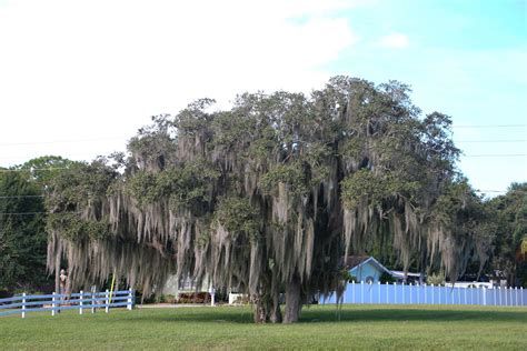 oak trees for florida