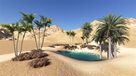 Oasis Du Désert