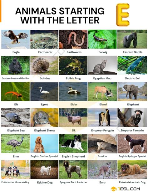 Objects That Start With E   Animals That Start With E List With Pictures - Objects That Start With E